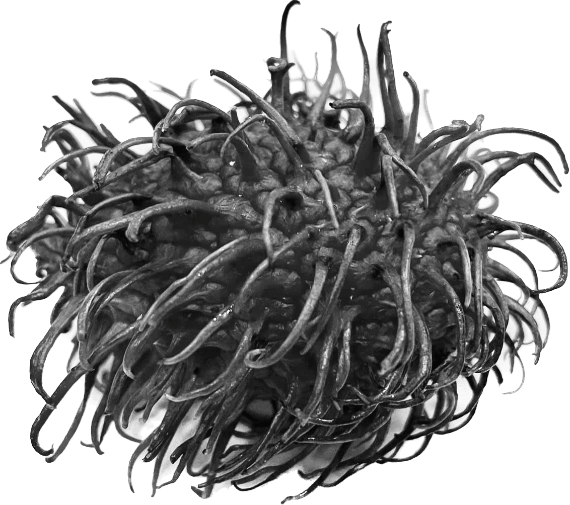 image of rambutan in black and white
